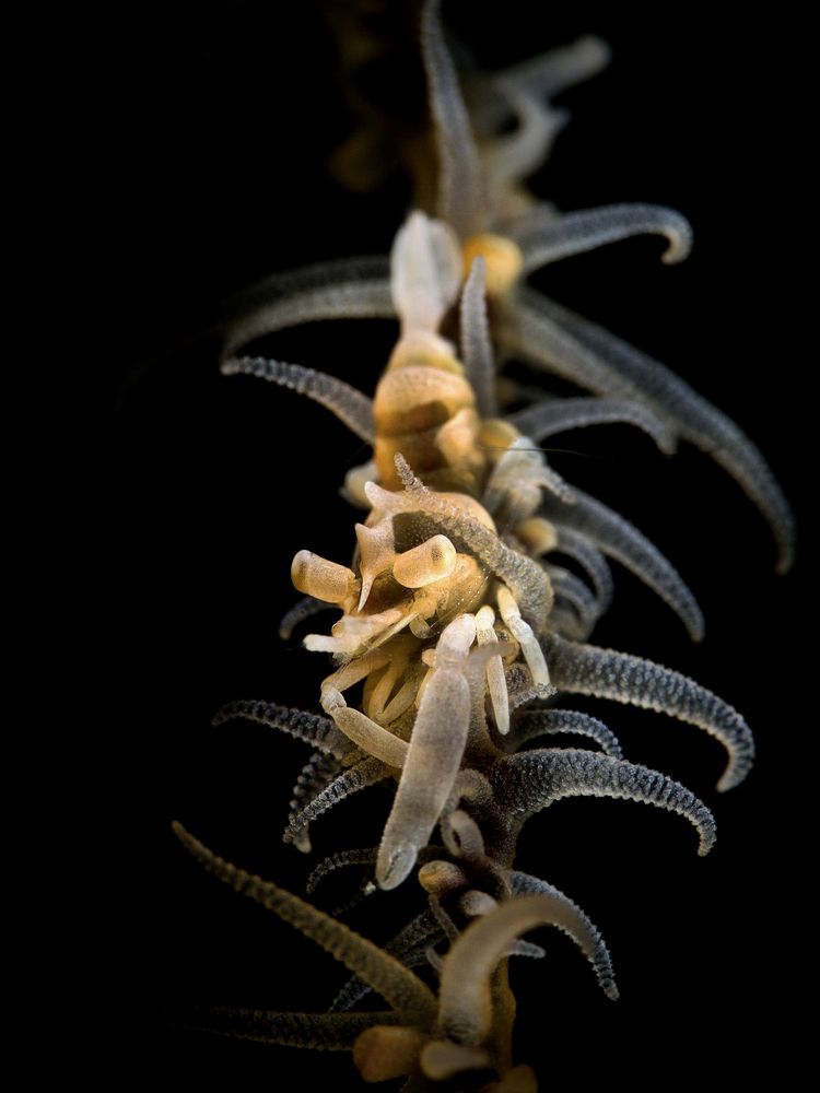 Zanzibar whip coral shrimp