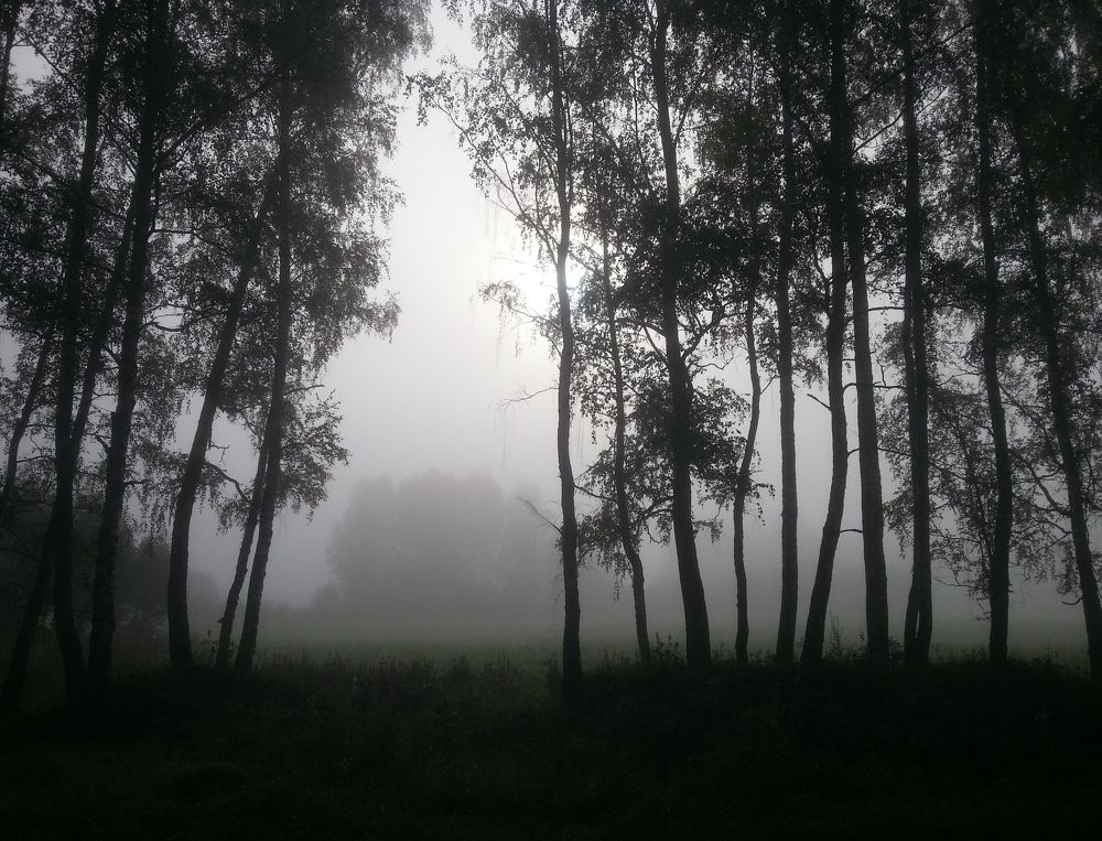 Утро и туман