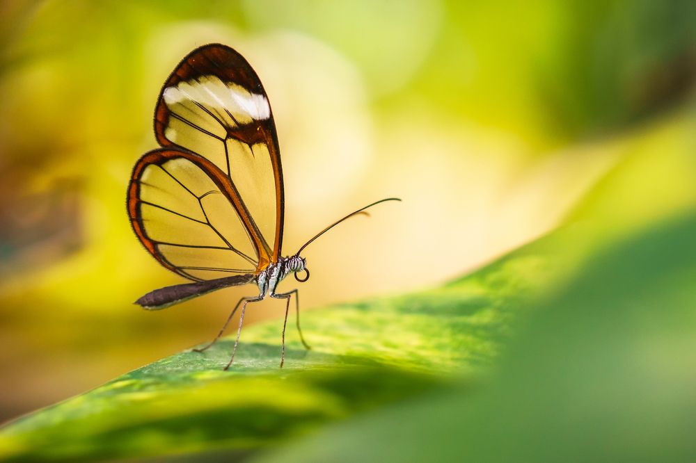 glass winged butterfly (greta oto)