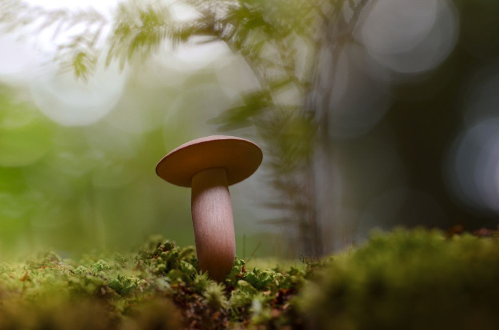 Лесное Откровение