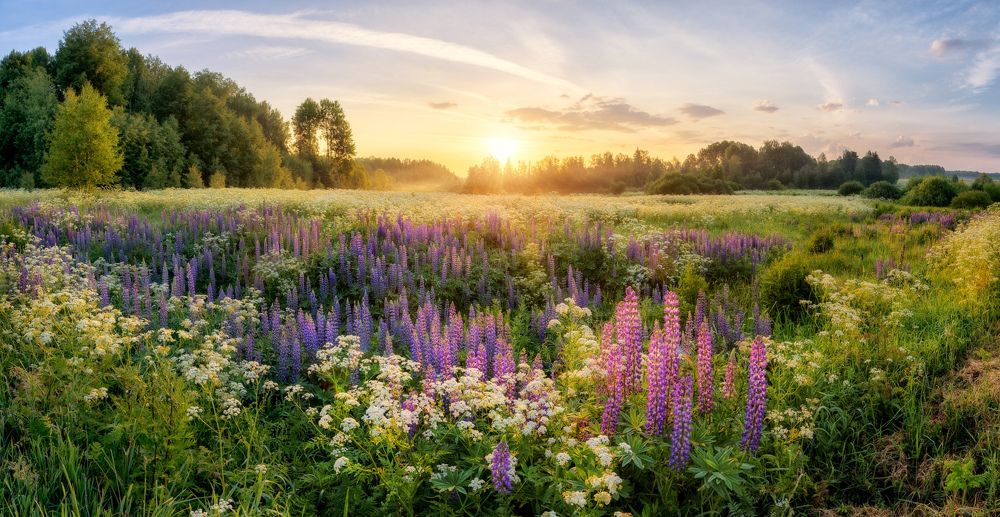 "Люпины на рассвете"