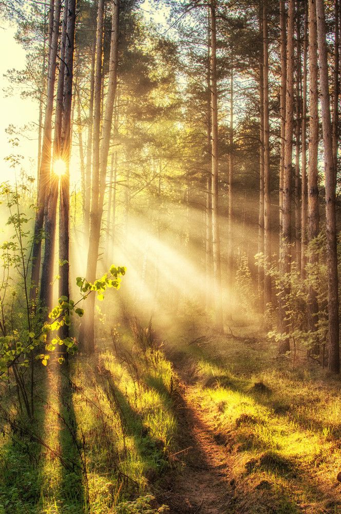 Фотография автора Евгений Лобачев