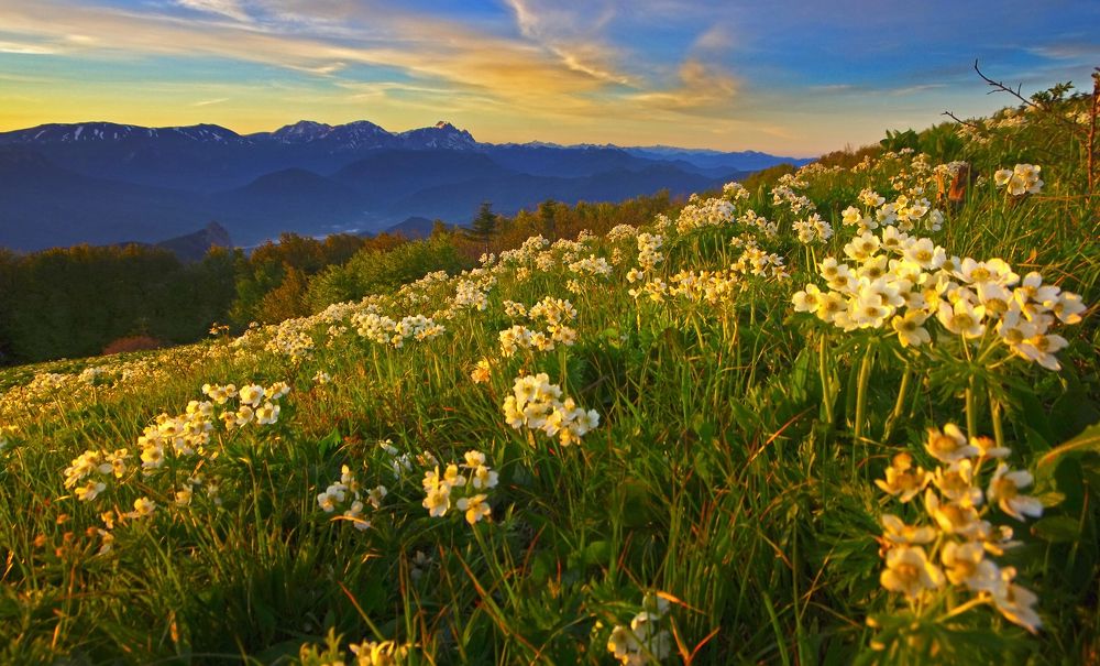 Цветочное утро