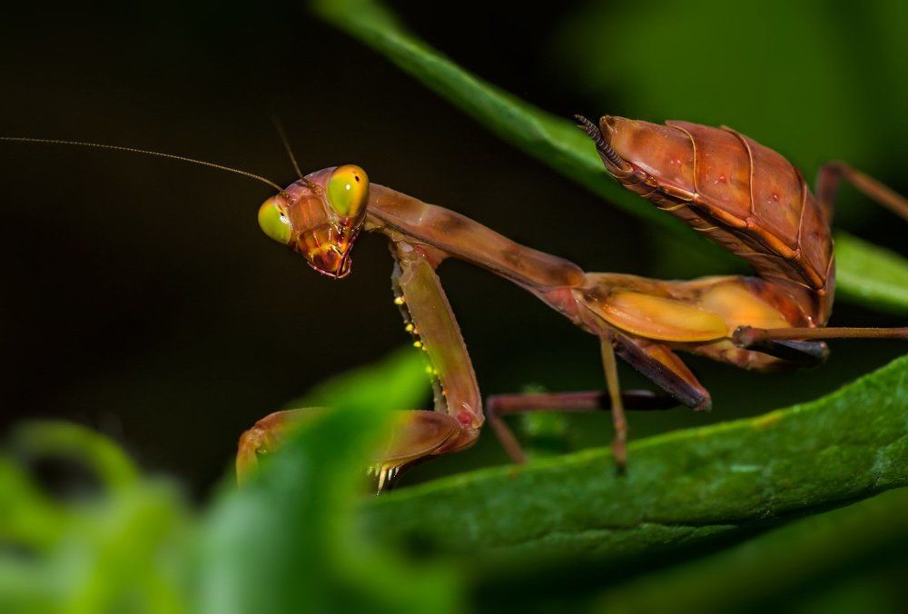 Photograph by Тараненко Анжелика