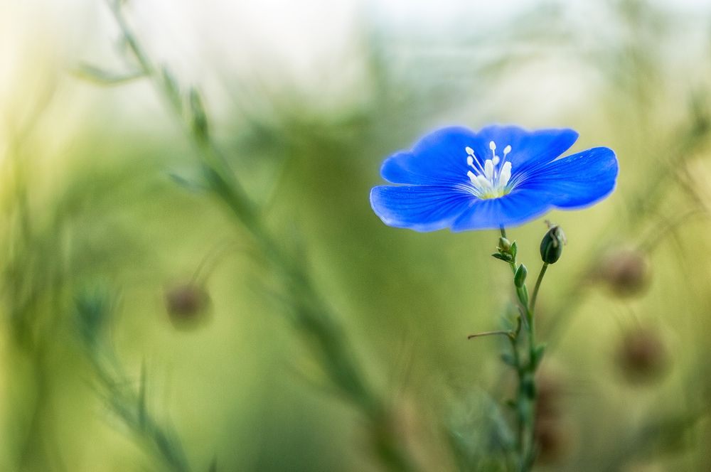 Июньским утром...