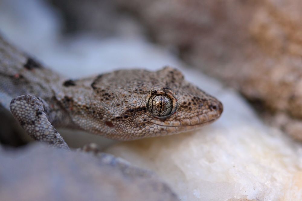 Зоркий взгляд