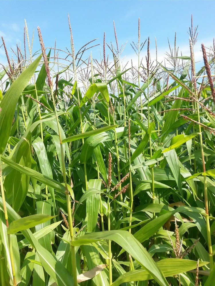 Кукурузное поле