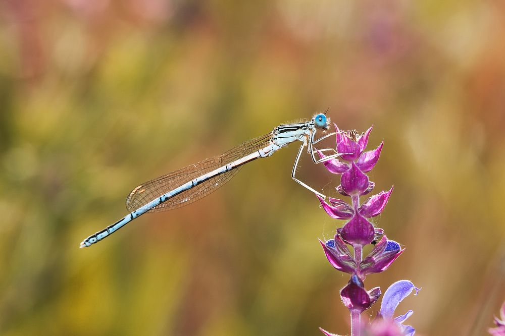 Худенькая стрекозка