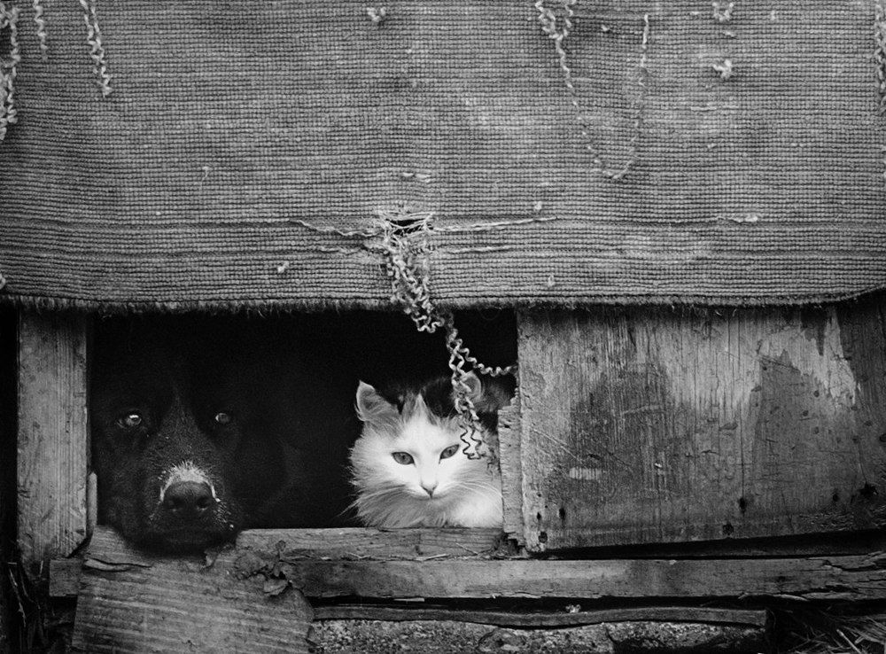 "Добровольно-принудительно"