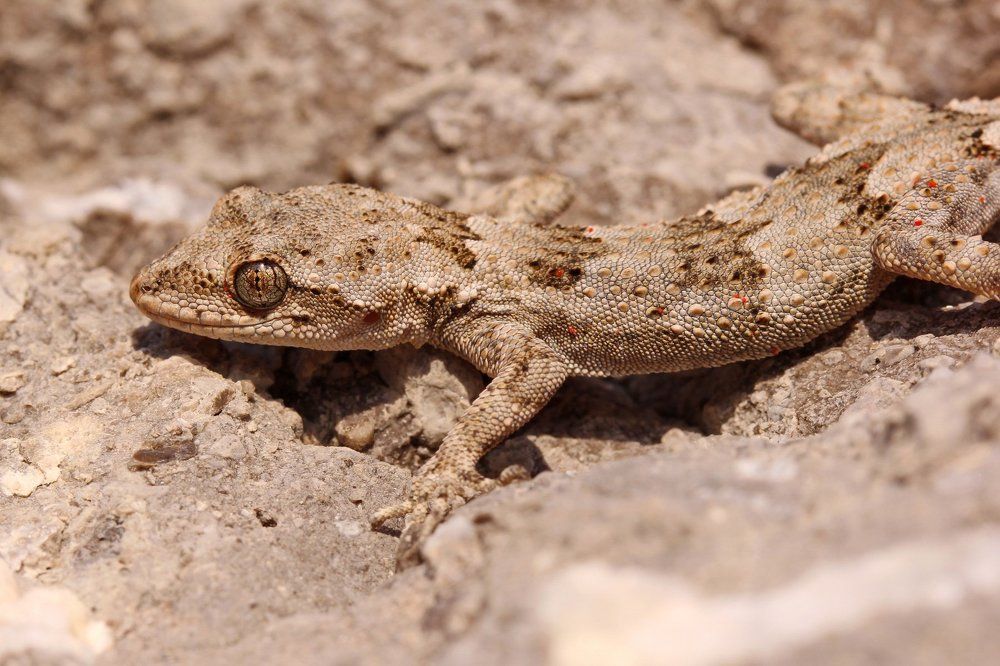 Средиземноморский геккон
