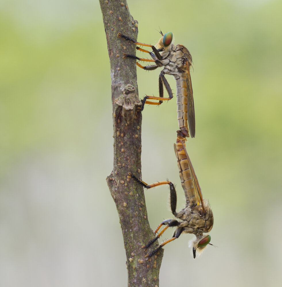Robber fly matting