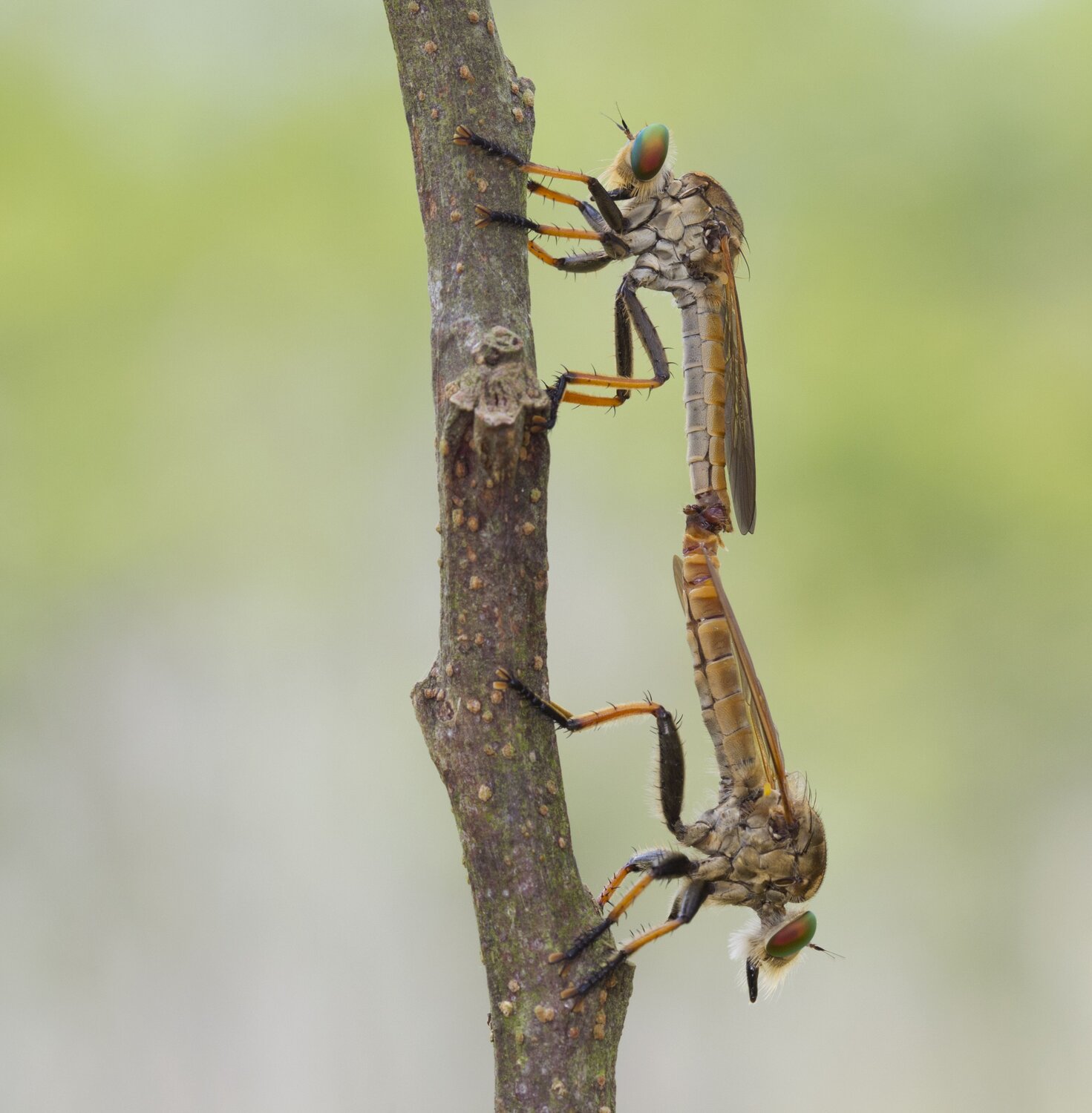 Robber fly matting