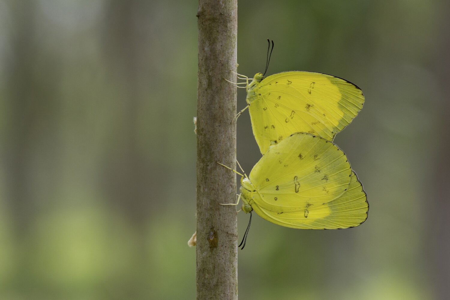 Yellow butterfly