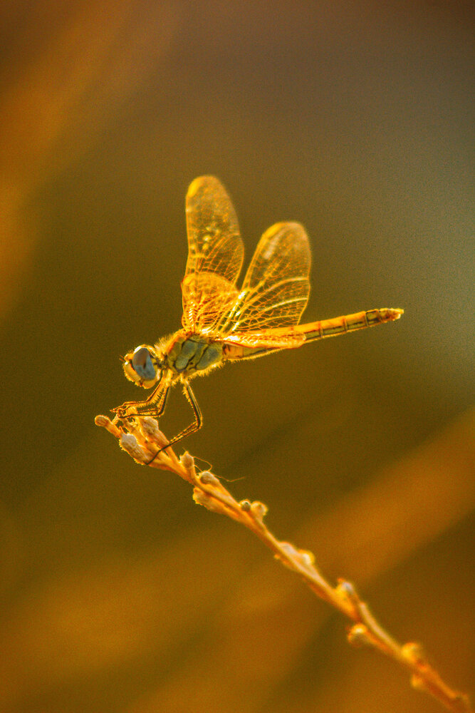 Photograph by Юлия Сысоева