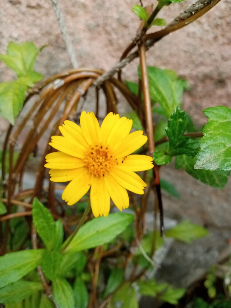 Golden Beauty