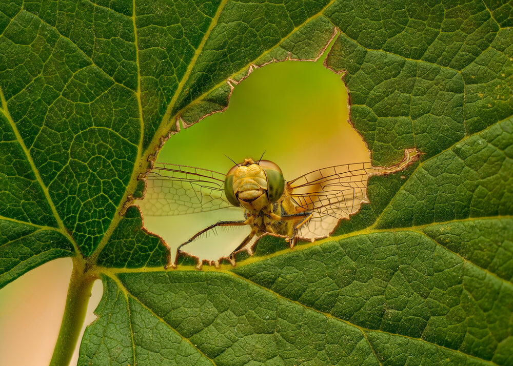 Photograph by Юрий Юрьевич Подгрушный