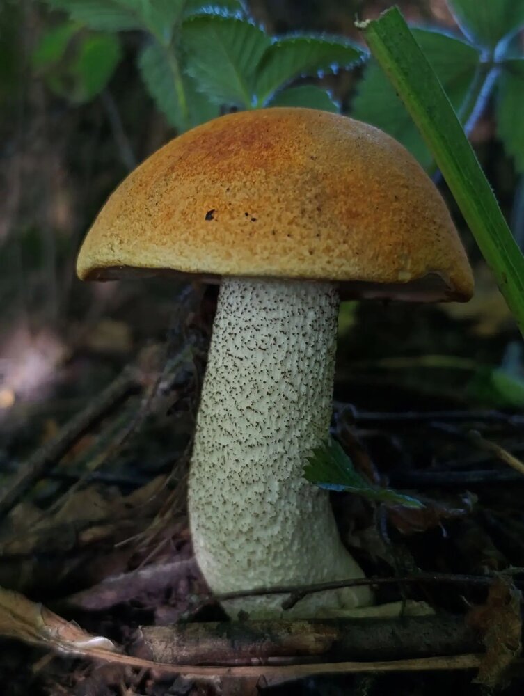 Photograph by Ирина Сидорова
