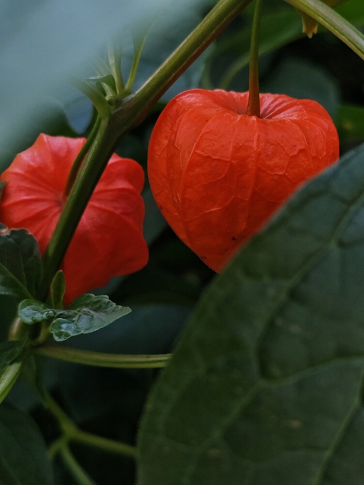 Физалис