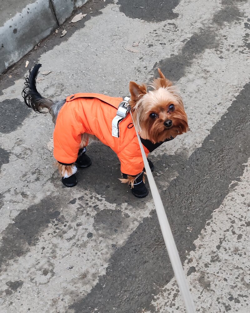 Обновка