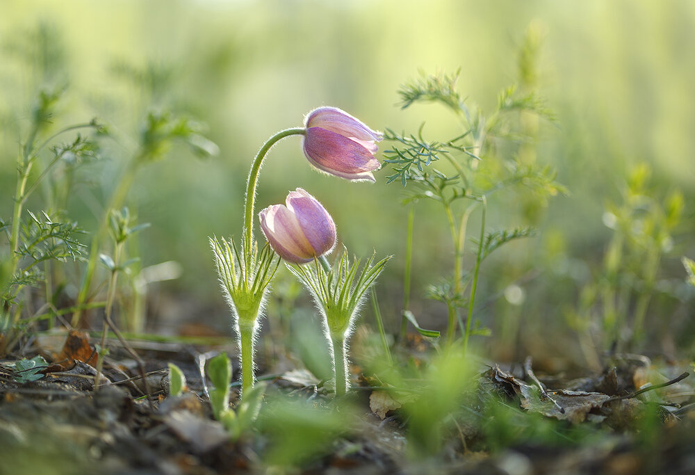 Photograph by Sokolova Tatiana