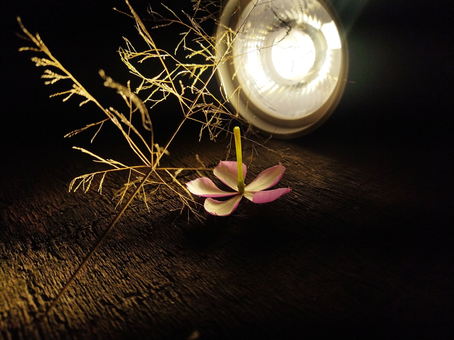Photo #14000894