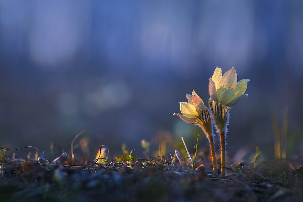 Photograph by Sokolova Tatiana