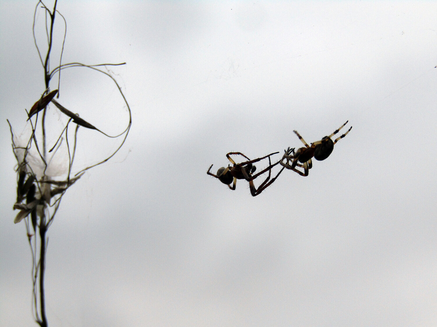 Photo #14000953
