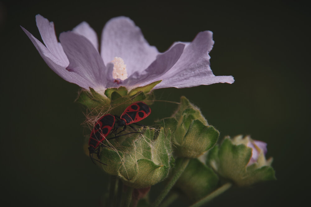 Photograph by Елена Щитова