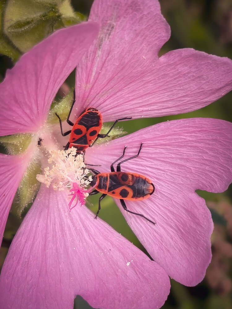 Photograph by Елена Щитова