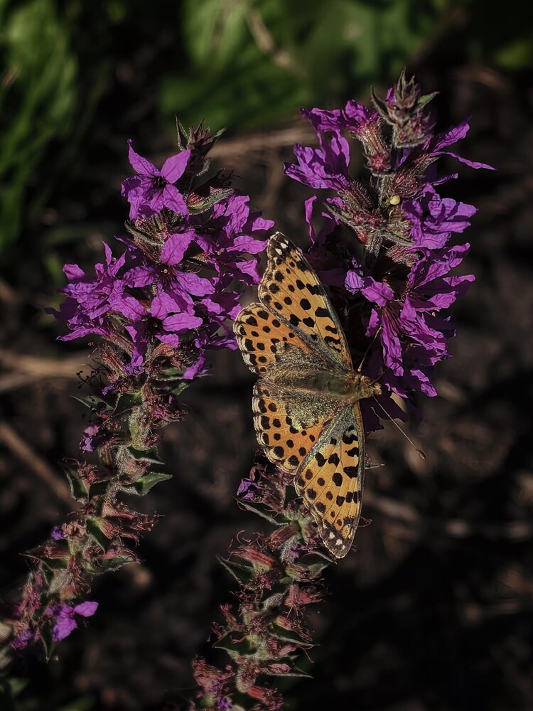 Photograph by Елена Пархоменко