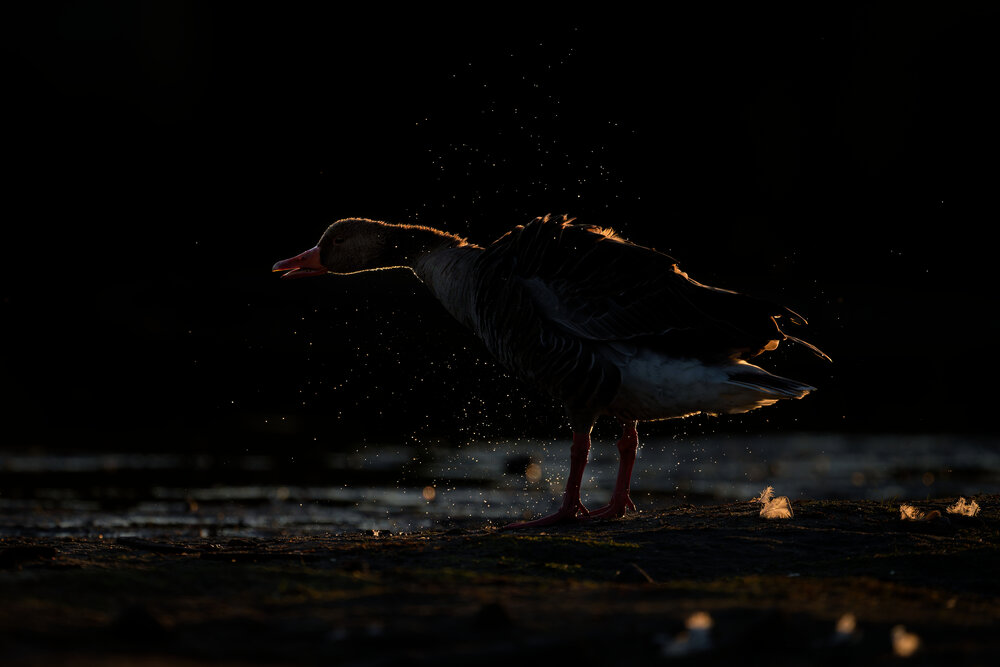 Photograph by Jørgen Hovde