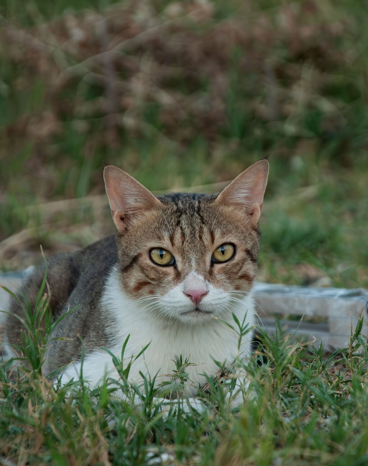 SERIOUS CAT