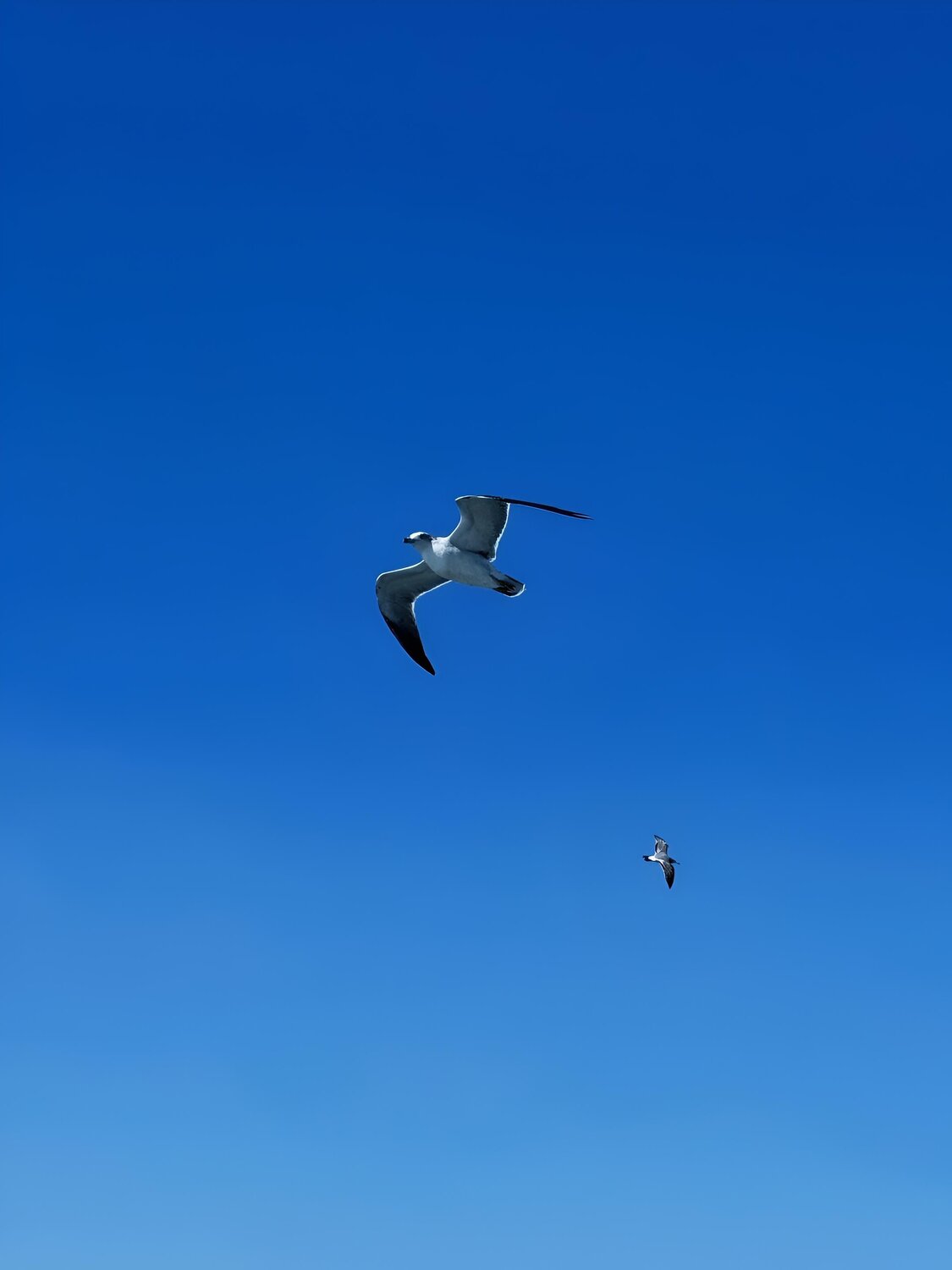 Blue Silence