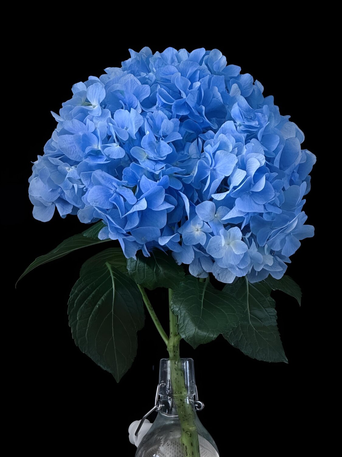 Midnight Bloom