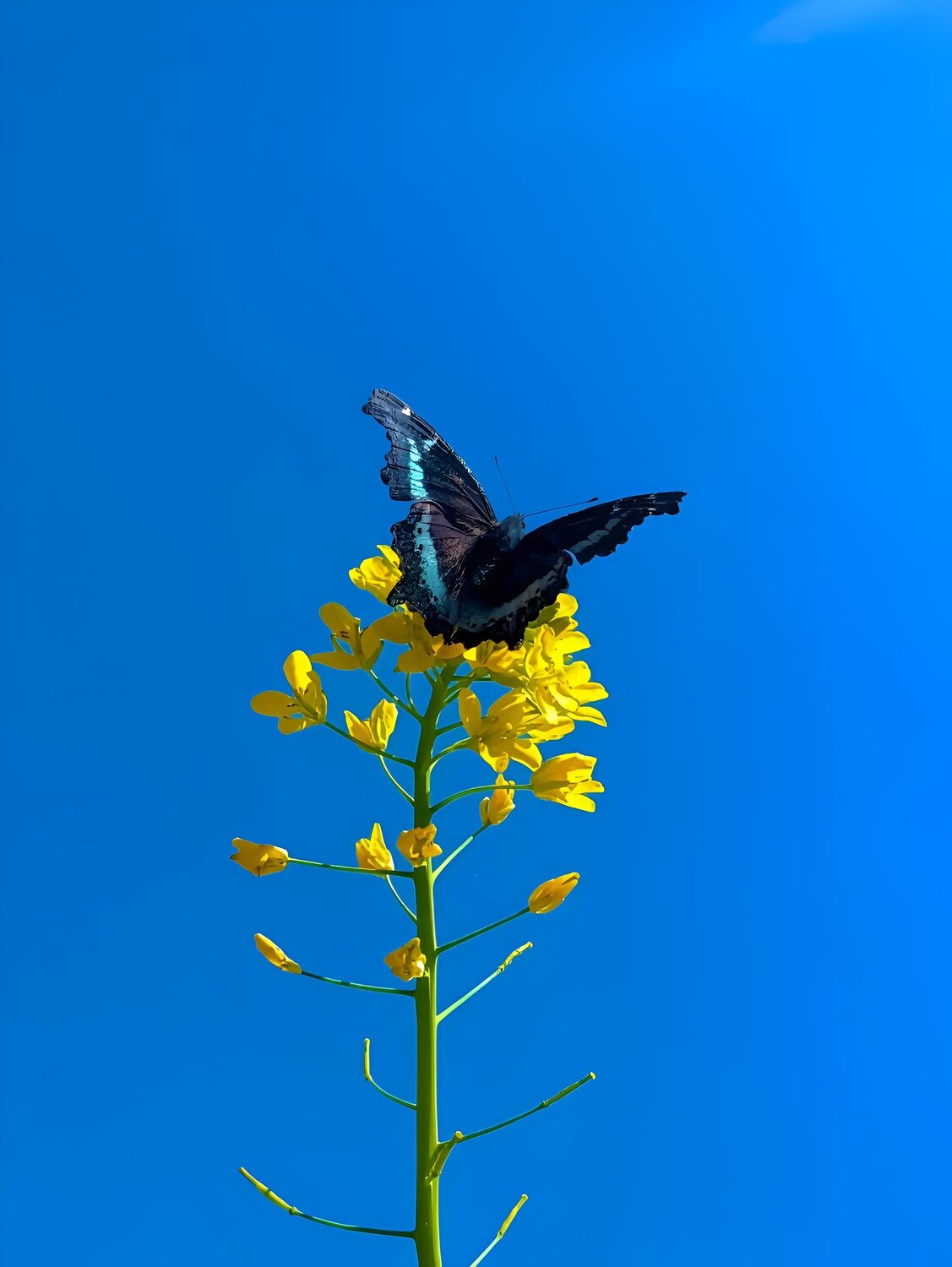Blue on Gold