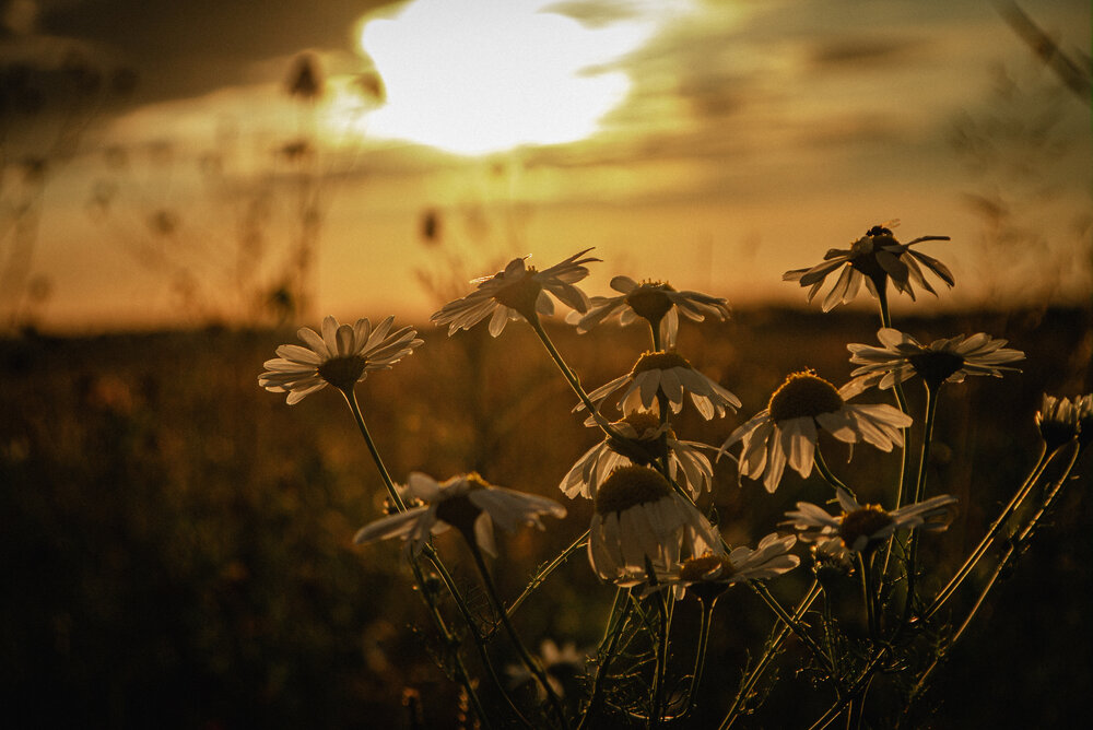 Photo #14001522