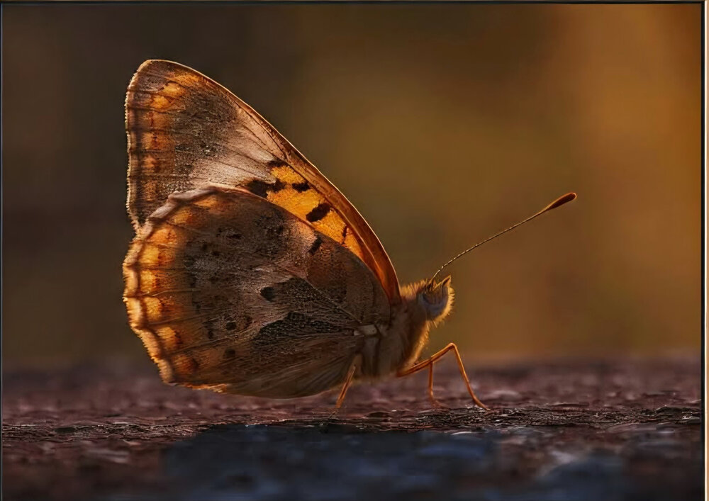 Photograph by Vesi Petrova