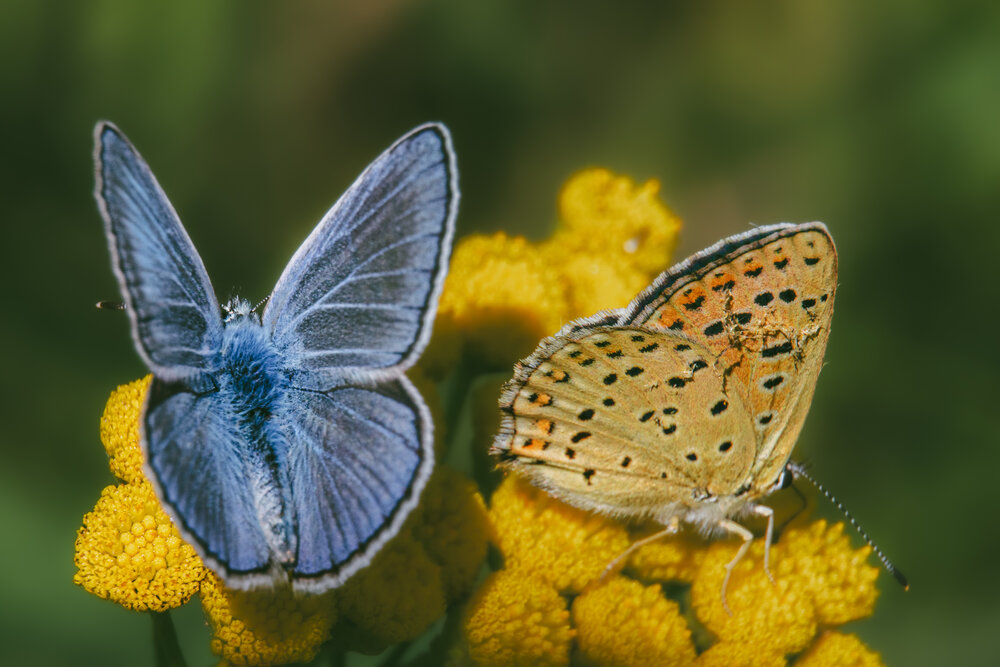 Photograph by Галина Суровицкая