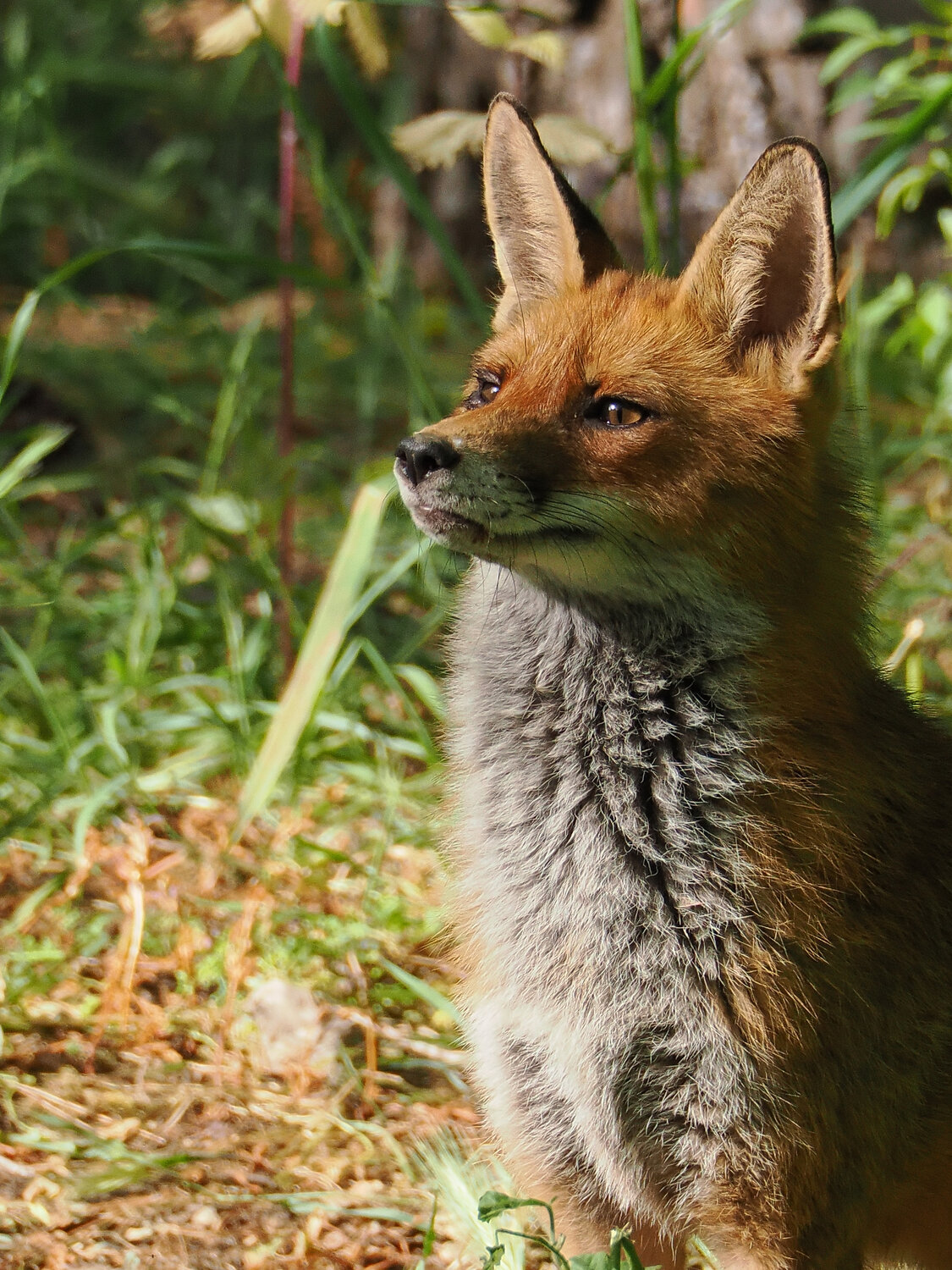 Photo #14002111
