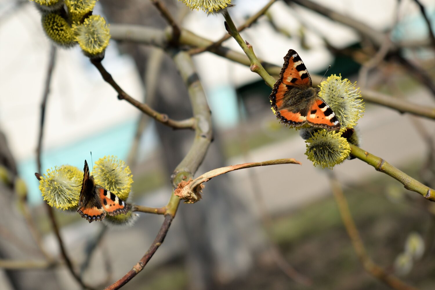 Photo #14002136