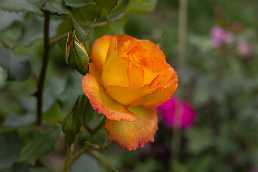 Photograph by Ольга Шевченко