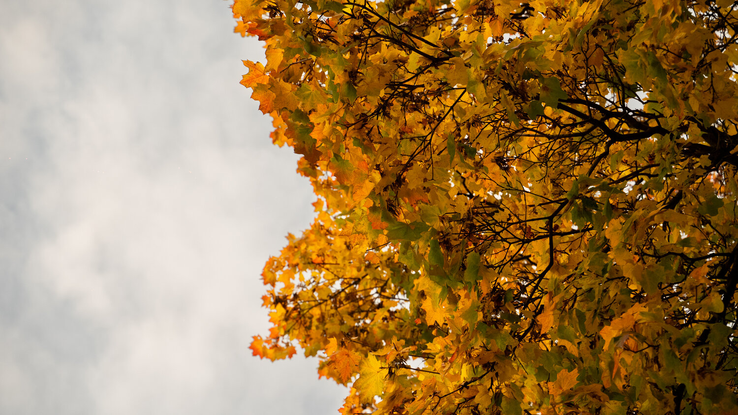 Photo #14002253
