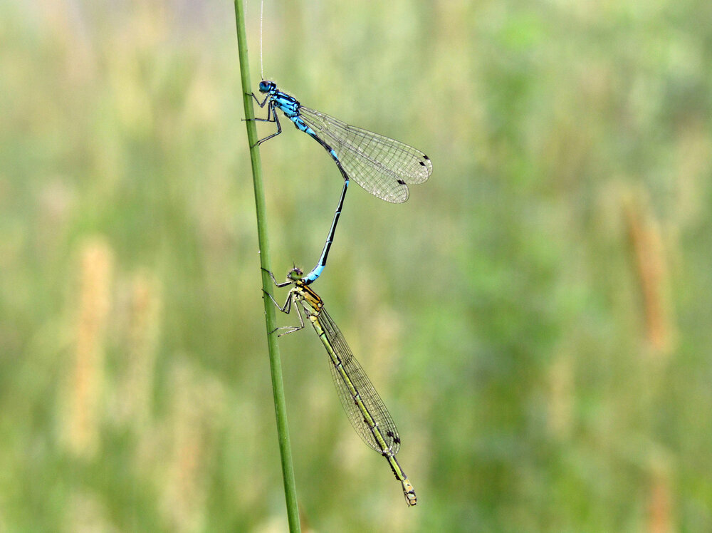 Photograph by ЕЛЕНА Тутынина