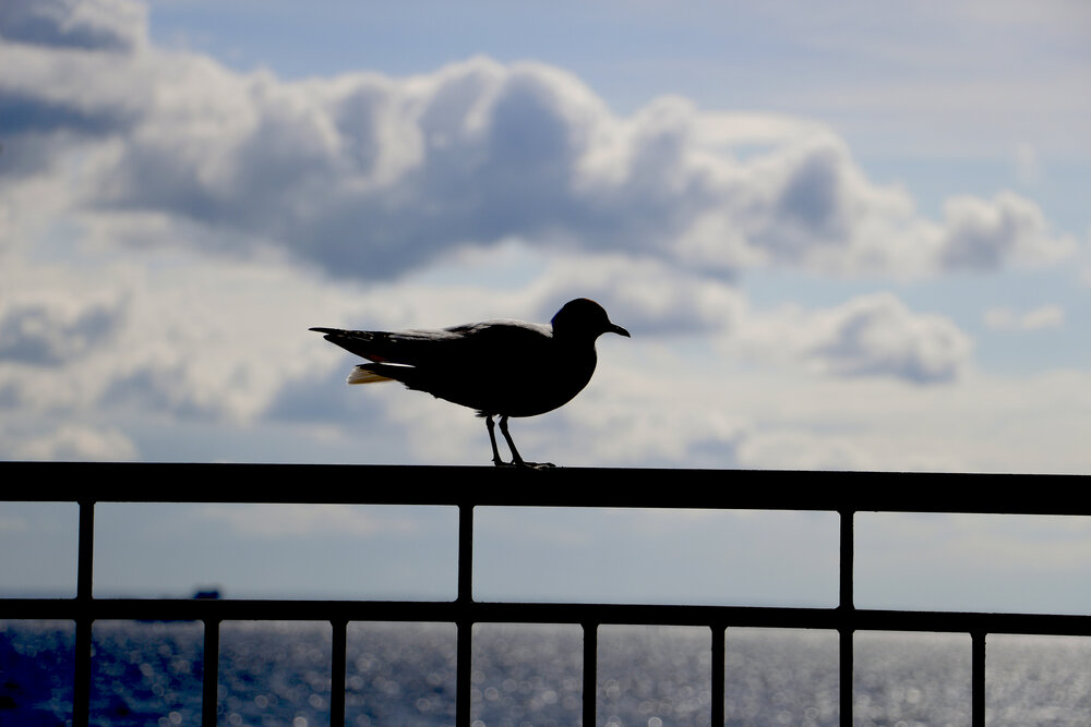Photograph by Никоноров Алексей