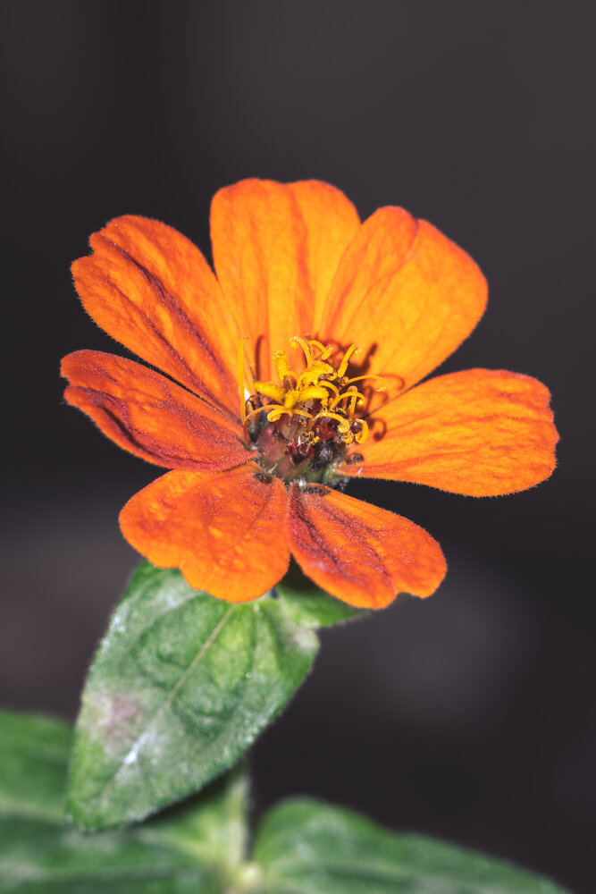 Photograph by Silvio José