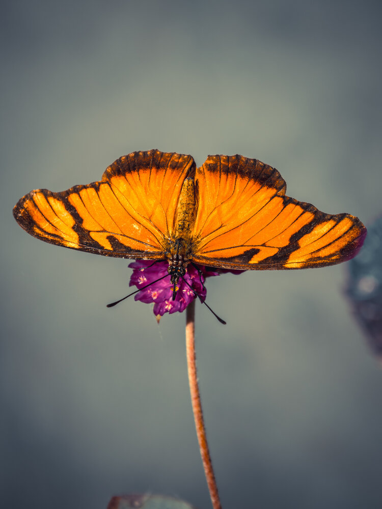 Photograph by Silvio José