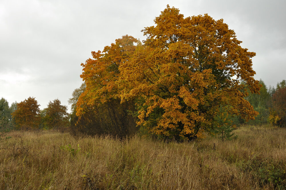 Photograph by Андрей Пляскин