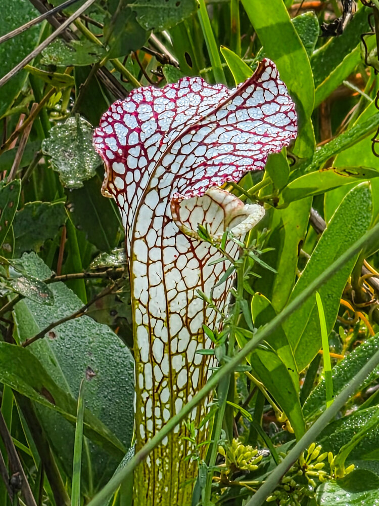 A Deadly Beauty: Predator Physiology in the Wetlands