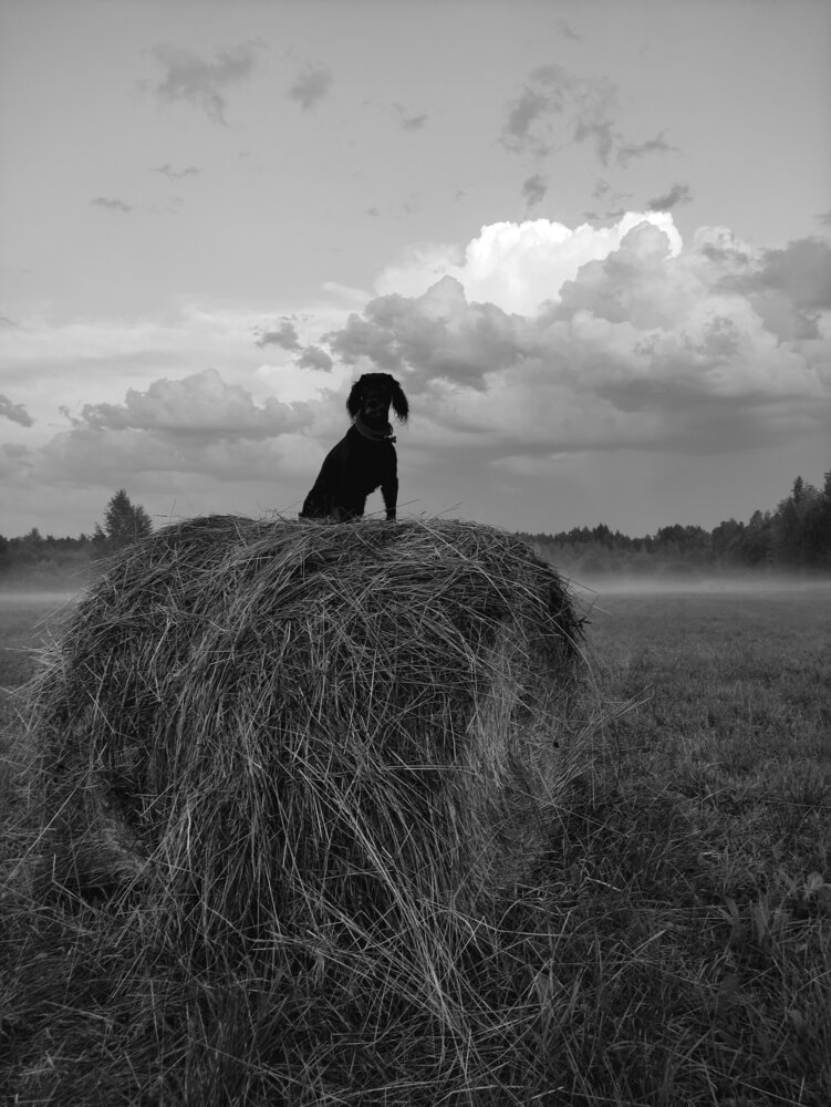 Жил-был пёс Кузя.