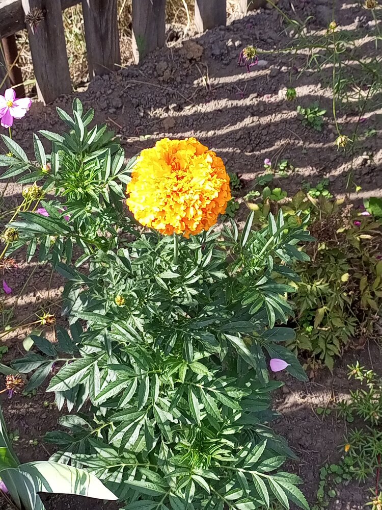 Photo #14003539